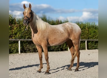 Andalusiër, Merrie, 4 Jaar, 152 cm, Palomino
