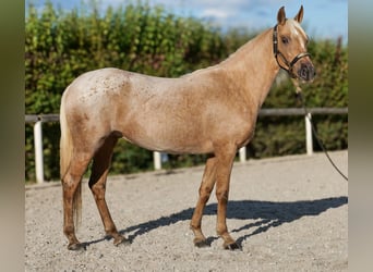 Andalusiër, Merrie, 4 Jaar, 152 cm, Palomino