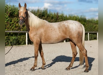 Andalusiër, Merrie, 4 Jaar, 152 cm, Palomino