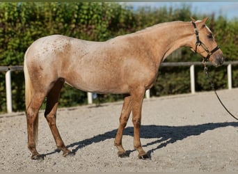 Andalusiër, Merrie, 4 Jaar, 152 cm, Palomino