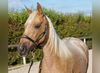 Andalusiër, Merrie, 4 Jaar, 152 cm, Palomino