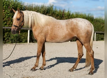 Andalusiër, Merrie, 4 Jaar, 152 cm, Palomino