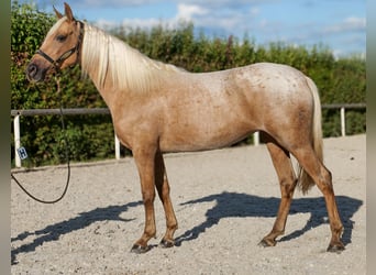 Andalusiër, Merrie, 4 Jaar, 152 cm, Palomino