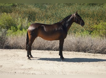 Andalusiër, Merrie, 4 Jaar, 152 cm, Roodbruin