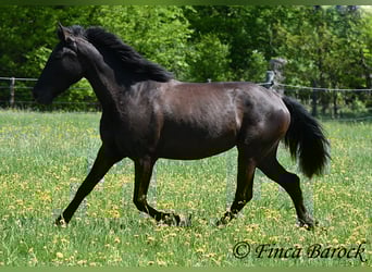 Andalusiër, Merrie, 4 Jaar, 152 cm, Zwart