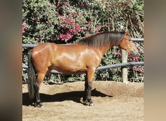 Andalusiër, Merrie, 4 Jaar, 154 cm, Brauner