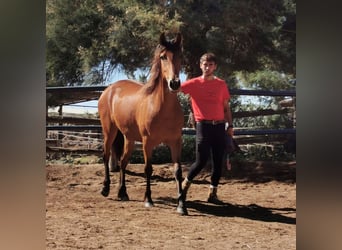 Andalusiër, Merrie, 4 Jaar, 154 cm, Brauner