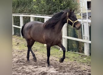Andalusiër, Merrie, 4 Jaar, 154 cm, Donkerbruin
