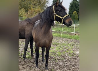 Andalusiër, Merrie, 4 Jaar, 154 cm, Donkerbruin