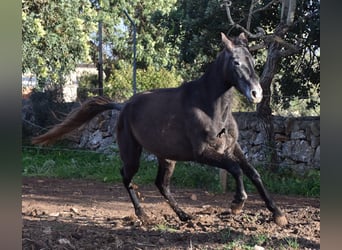 Andalusiër, Merrie, 4 Jaar, 154 cm, Schimmel