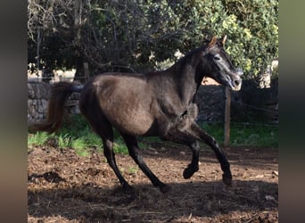 Andalusiër, Merrie, 4 Jaar, 154 cm, Schimmel