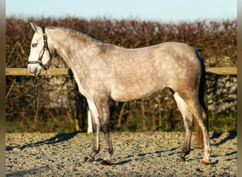 Andalusiër, Merrie, 4 Jaar, 154 cm, Schimmel