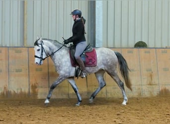 Andalusiër, Merrie, 4 Jaar, 154 cm, Schimmel