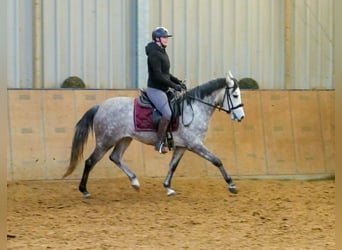 Andalusiër, Merrie, 4 Jaar, 154 cm, Schimmel