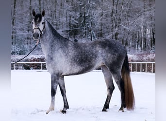 Andalusiër, Merrie, 4 Jaar, 155 cm, Appelschimmel