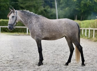 Andalusiër, Merrie, 4 Jaar, 155 cm, Blauwschimmel