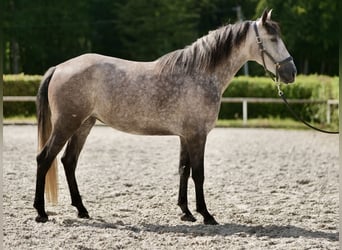 Andalusiër, Merrie, 4 Jaar, 155 cm, Blauwschimmel