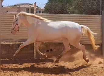 Andalusiër, Merrie, 4 Jaar, 155 cm, Cremello