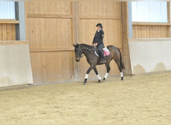 Andalusiër, Merrie, 4 Jaar, 155 cm, Donkerbruin