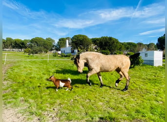 Andalusiër, Merrie, 4 Jaar, 155 cm, Falbe