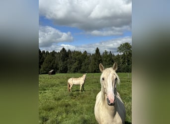 Andalusiër, Merrie, 4 Jaar, 155 cm, Palomino