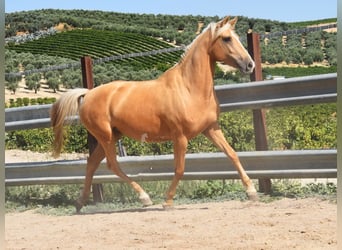 Andalusiër, Merrie, 4 Jaar, 156 cm, Palomino