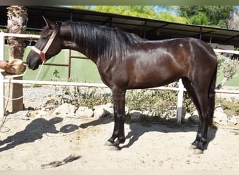 Andalusiër, Merrie, 4 Jaar, 156 cm, Zwart