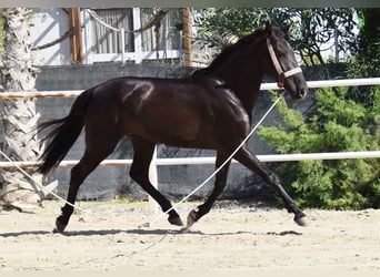 Andalusiër, Merrie, 4 Jaar, 156 cm, Zwart