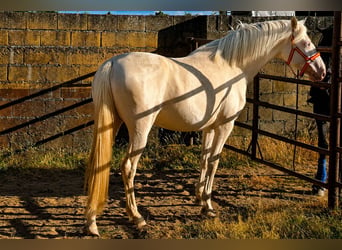 Andalusiër, Merrie, 4 Jaar, 157 cm, Cremello