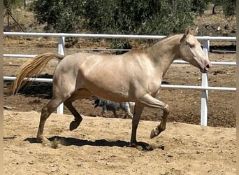Andalusiër, Merrie, 4 Jaar, 157 cm