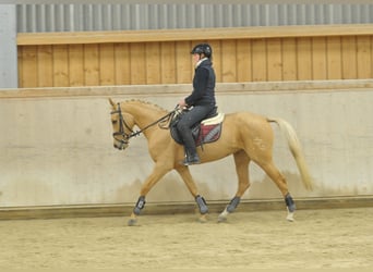 Andalusiër, Merrie, 4 Jaar, 158 cm, Palomino