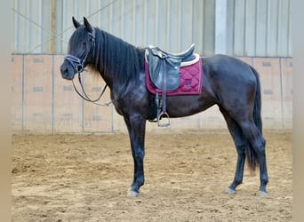 Andalusiër, Merrie, 4 Jaar, 158 cm, Zwart