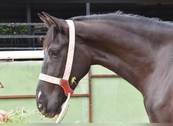 Andalusiër, Merrie, 4 Jaar, 158 cm, Zwart