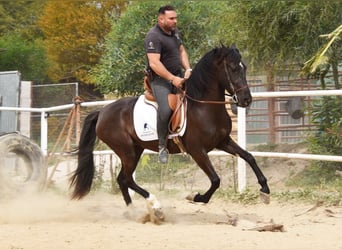 Andalusiër, Merrie, 4 Jaar, 158 cm, Zwart