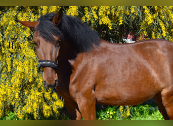Andalusiër Mix, Merrie, 4 Jaar, 161 cm, Bruin