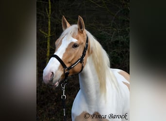 Andalusiër Mix, Merrie, 4 Jaar, 161 cm, Gevlekt-paard