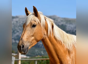 Andalusiër, Merrie, 4 Jaar, 163 cm, Palomino