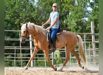 Andalusiër, Merrie, 4 Jaar, 163 cm, Palomino