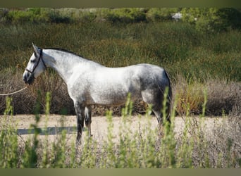 Andalusiër, Merrie, 4 Jaar, 163 cm, Schimmel