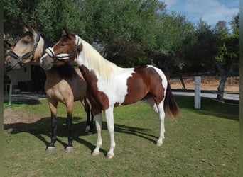 Andalusiër, Merrie, 4 Jaar, 163 cm, Tobiano-alle-kleuren