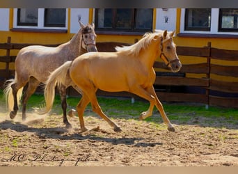Andalusiër, Merrie, 4 Jaar, 164 cm, Palomino