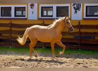 Andalusiër, Merrie, 4 Jaar, 164 cm, Palomino