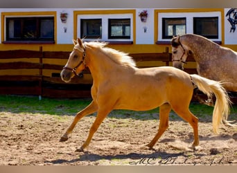 Andalusiër, Merrie, 4 Jaar, 164 cm, Palomino