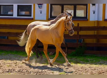 Andalusiër, Merrie, 4 Jaar, 164 cm, Palomino
