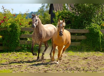 Andalusiër, Merrie, 4 Jaar, 164 cm, Palomino