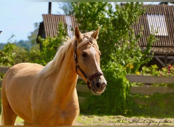 Andalusiër, Merrie, 4 Jaar, 164 cm, Palomino