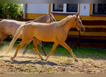 Andalusiër, Merrie, 4 Jaar, 164 cm, Palomino
