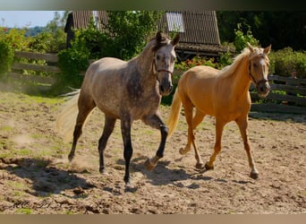 Andalusiër, Merrie, 4 Jaar, 164 cm, Palomino