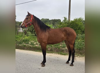 Andalusiër, Merrie, 4 Jaar, 165 cm, Bruin