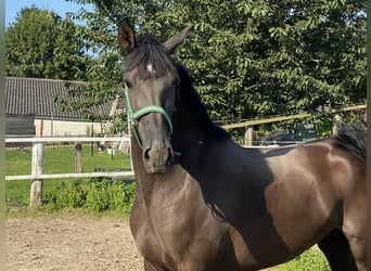 Andalusiër, Merrie, 4 Jaar, 167 cm, Zwart